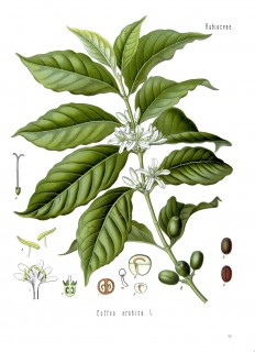 planche botanique_Coffea_arabica_-_Köhler–s_Medizinal-Pflanzen-189